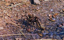 Extended Nature Video: Tarantulas 