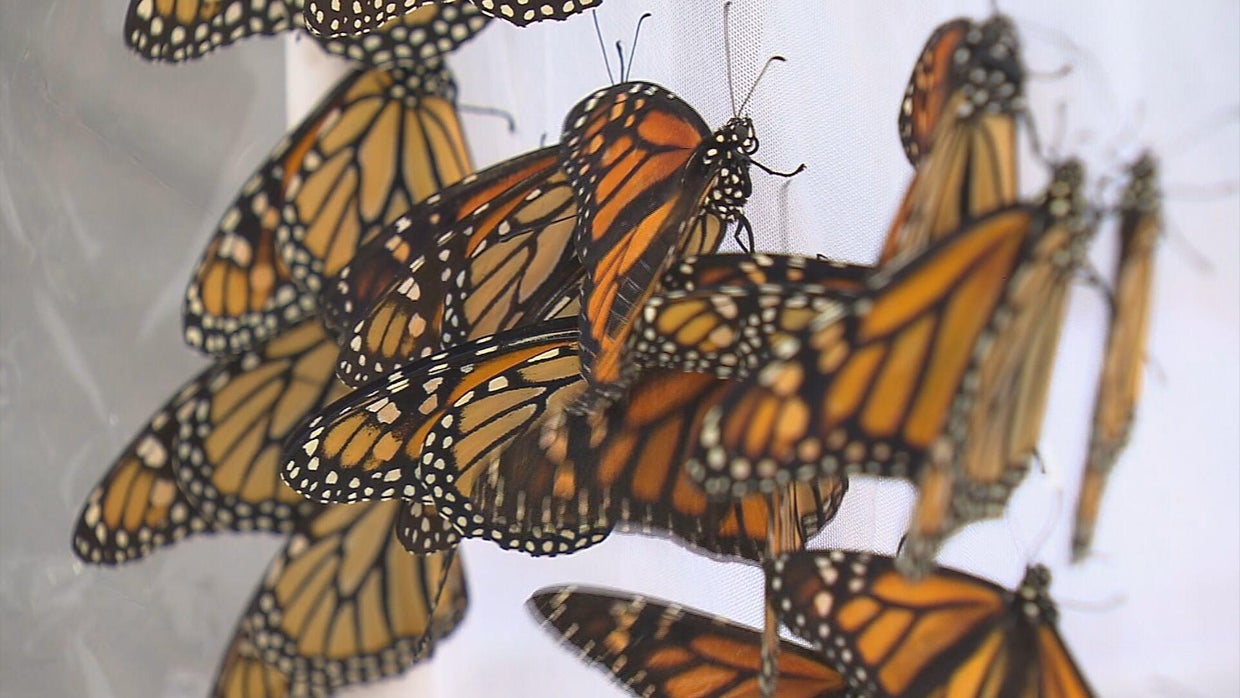 Monarch Butterflies Have Special Connection To Dia De Los Muertos CBS funeral-of-the-dead-butterflies-lobotomy-corporation-lobotomy