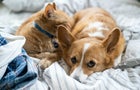 Close-Up Of Cat And Dog Sleeping On Bed At Home 
