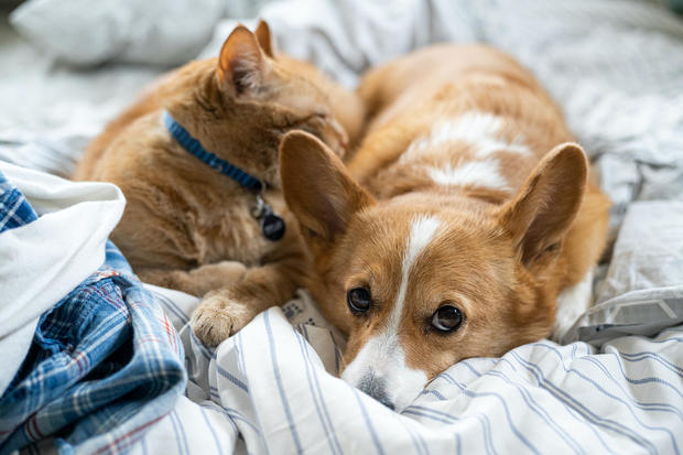 Close-Up Of Cat And Dog Sleeping On Bed At Home 
