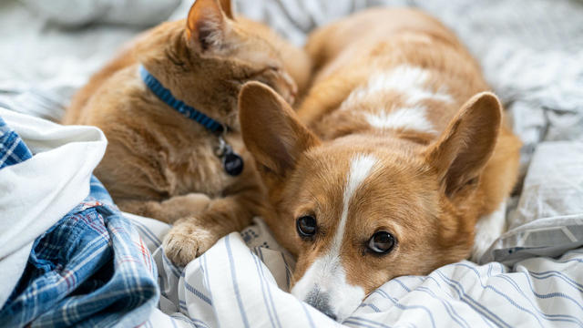 Close-Up Of Cat And Dog Sleeping On Bed At Home 