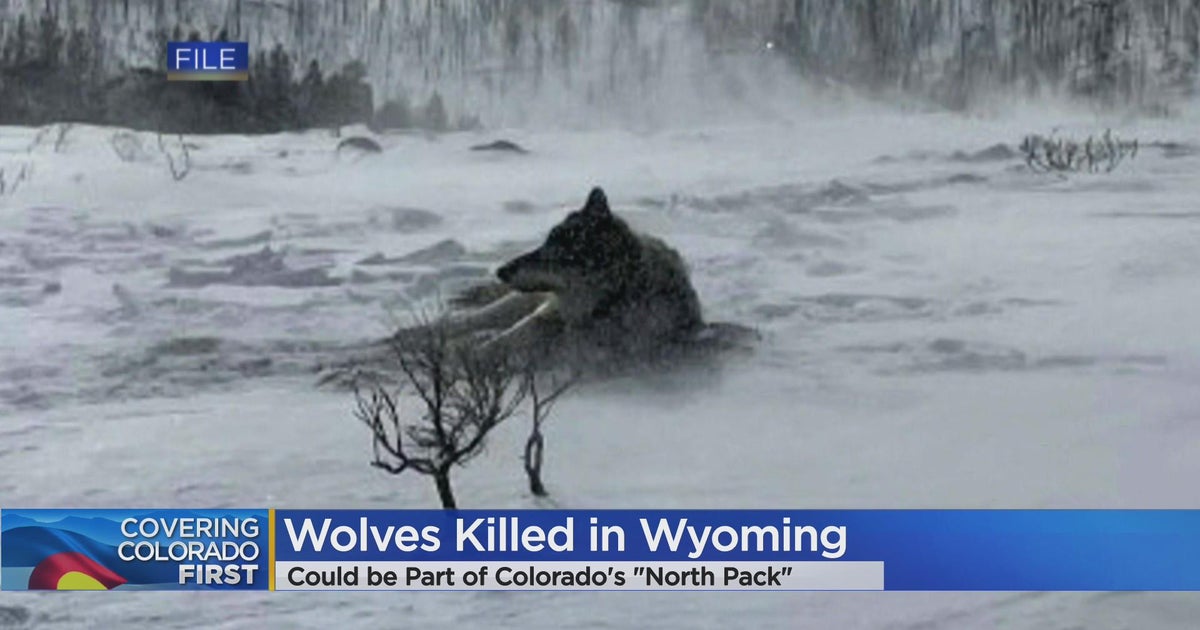Wolves killed in Wyoming may have been part of Colorado pack - CBS Colorado