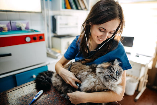 Pet insurance coverage for cats: What to know
