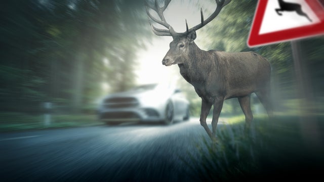 Deer runs over roadway 