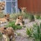 Five lions escape zoo during Roar and Snore sleepover for guests