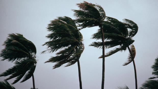 Typhoon Winds Blowing Coastal Palms 