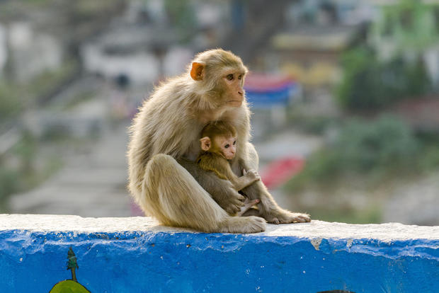 A female rhesus monkey (Macaca mulatta) with a baby sits on a wall high above the holy river Ganges in India in 2012. 