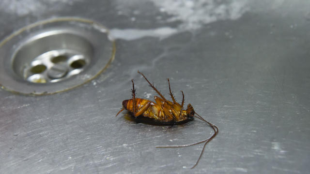 Dead brown cockroach in sink 