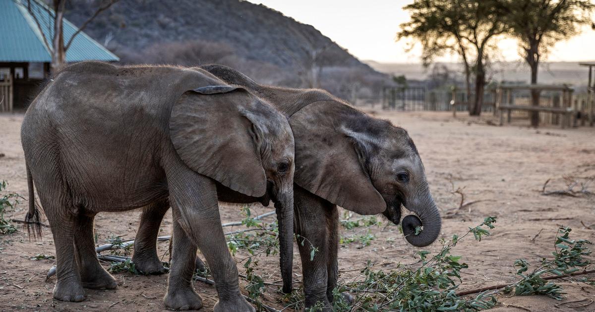 Hundreds of elephants and zebras are killed by drought in Kenya