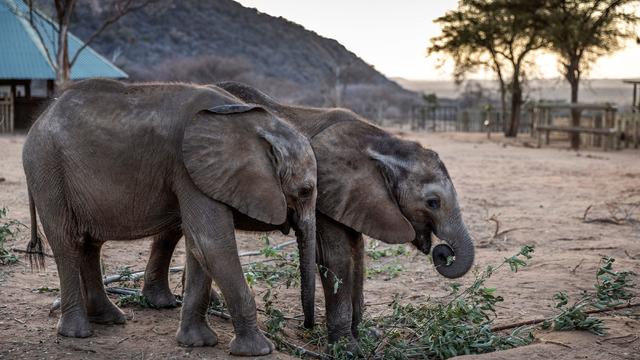 Elephant calves at a sanctuary in Kenya 