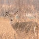 Here's what to know about Michigan's 2025 deer hunting season 