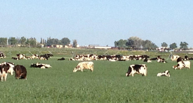 csu-cow-study-3-cows-from-aurora-organic-dairy.jpg 
