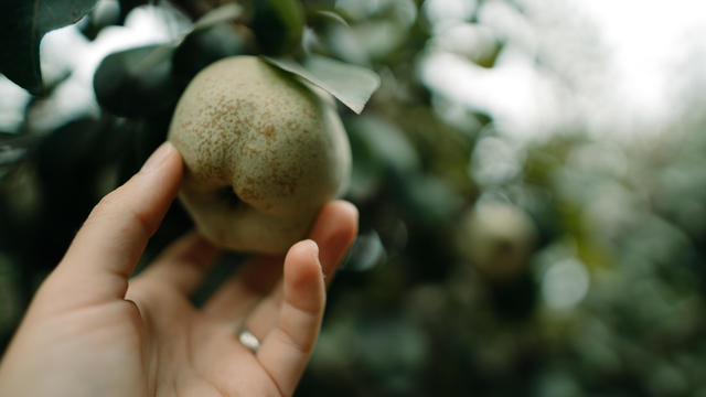 Hand holding a Williams Christ pear from the tree 