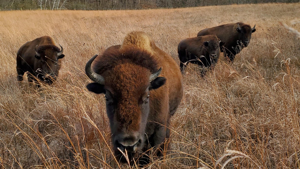 Bison return to prairie at Dakota County's Spring Lake Park Reserve ...
