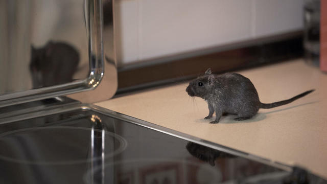 Quiet Rodent Snooping In The Kitchen 