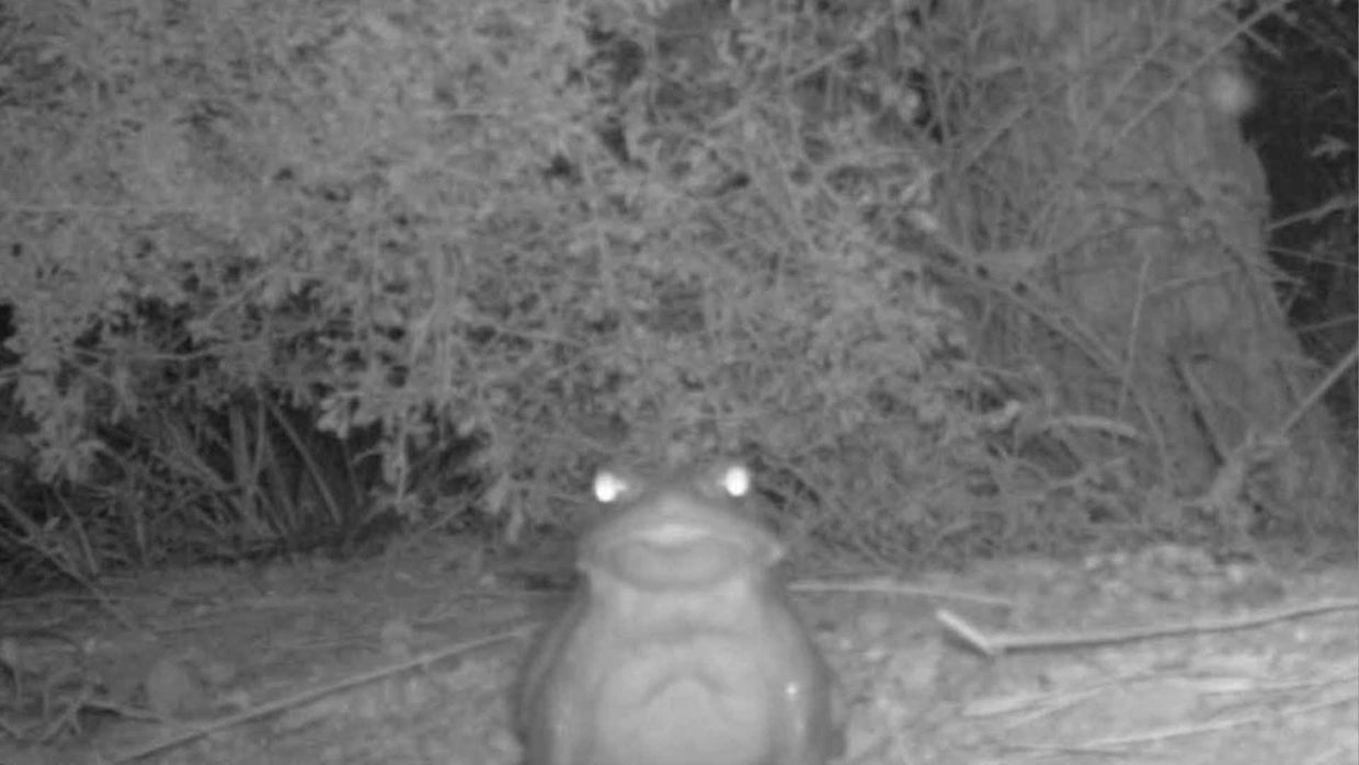 toxic toads - CBS News