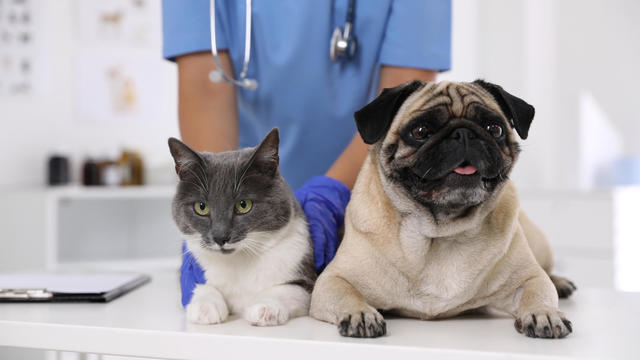 Veterinarian examining cute pug dog and cat in clinic, closeup. Vaccination day 