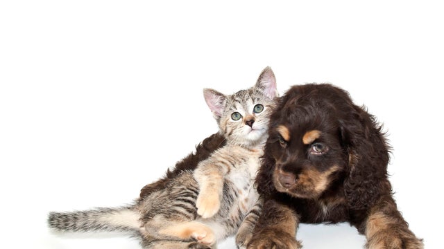Very sweet kitten lying on puppy 