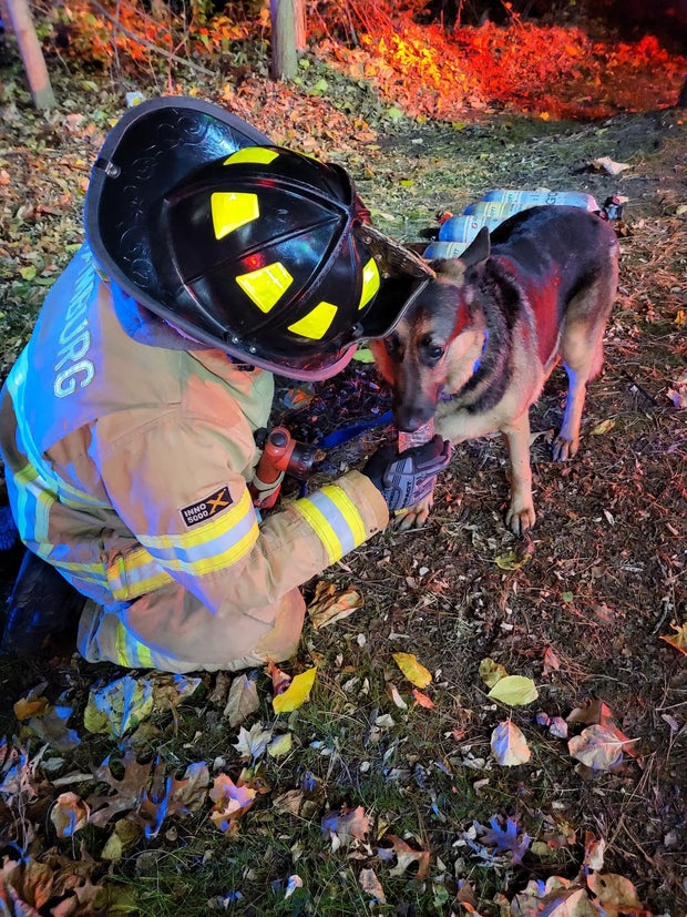 dog-hamburg-township.jpg 