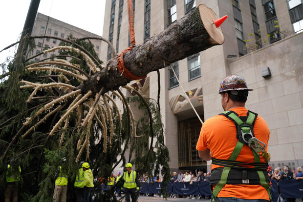 Rockefeller Center Christmas tree lifted into place in New York City 