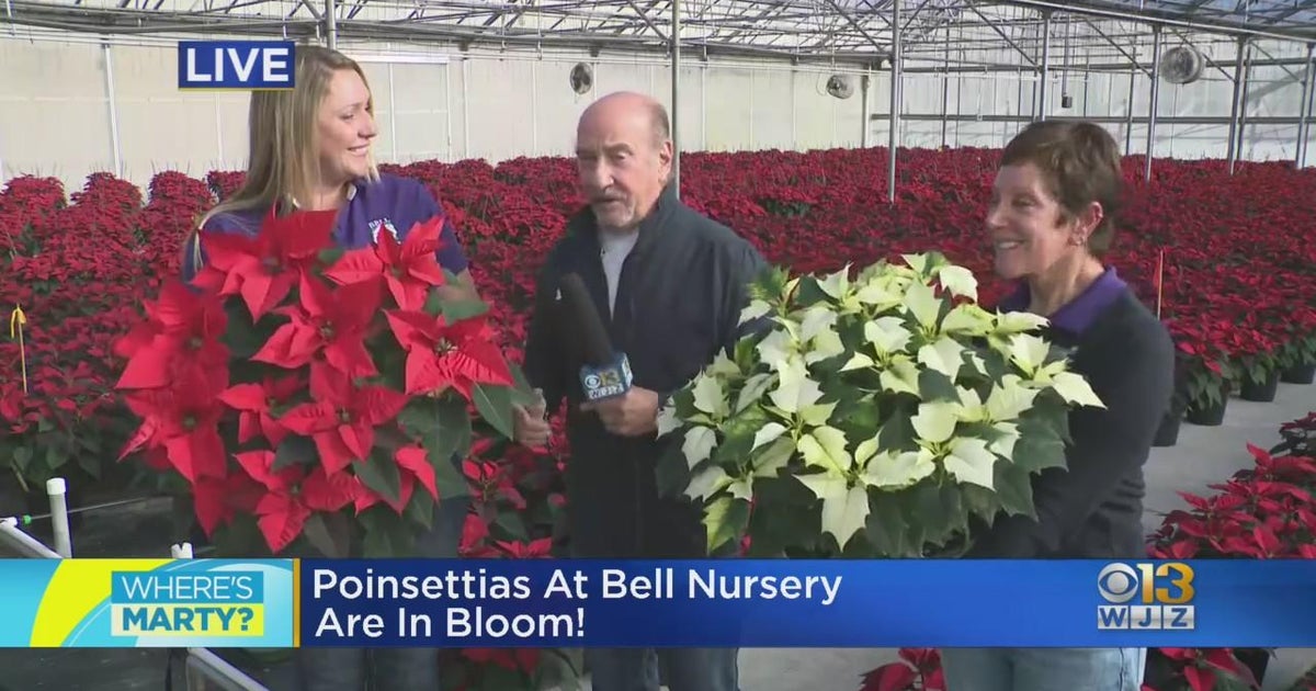 Where's Marty? Finding holiday plants at Bell Nursery in Burtonsville