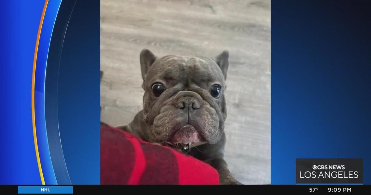 Blue hills outlet french bulldog scam