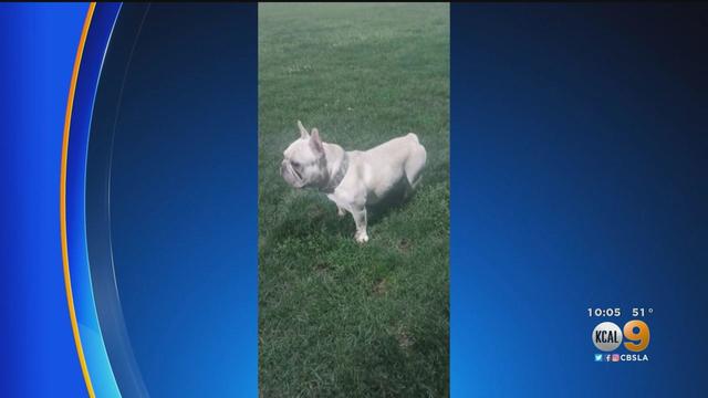 French bulldog puppy crying at outlet night