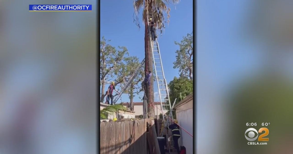 Man rescued from palm tree in Santa Ana - CBS Los Angeles