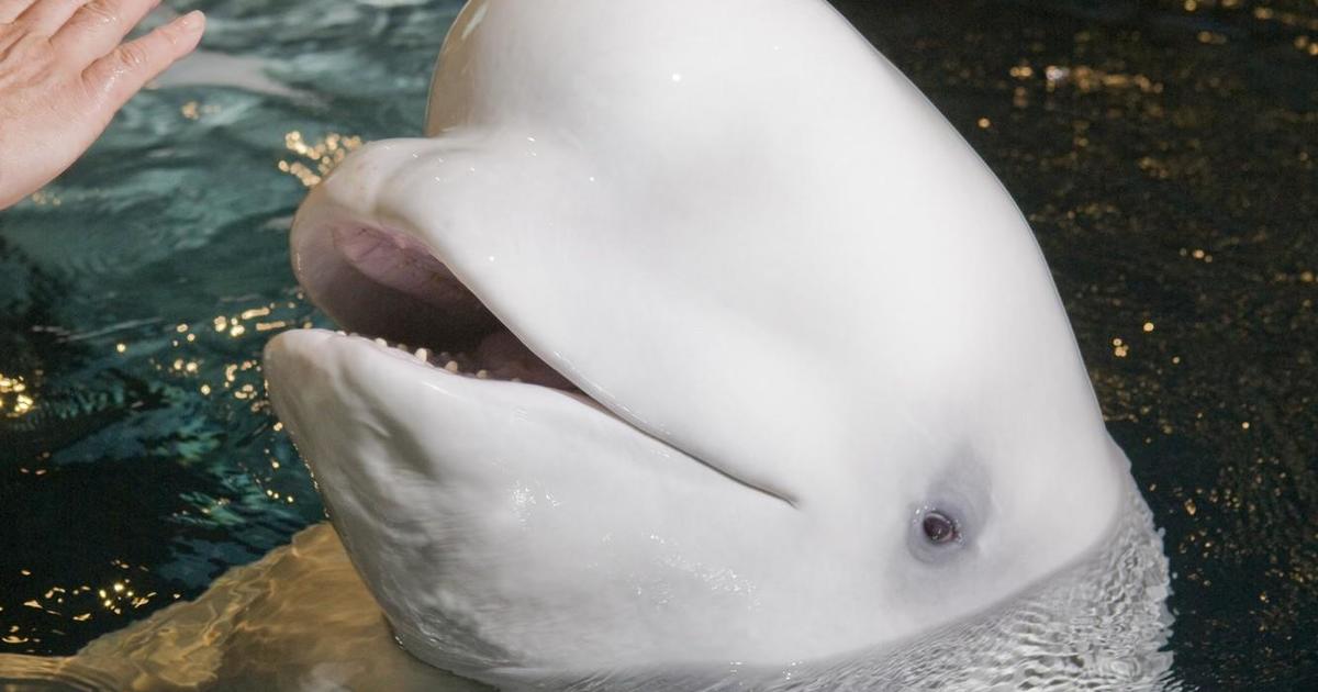 Shedd Aquarium mourns loss of oldest beluga whale 'Mauyak