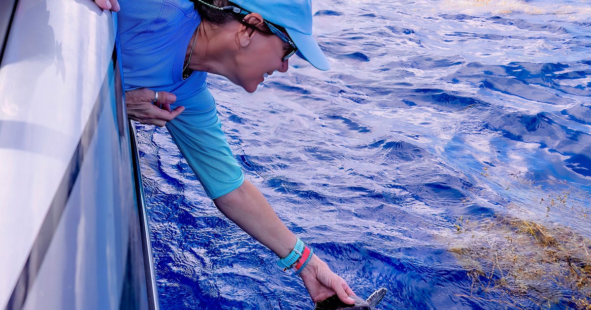 Rescued turtle named after Hurricane Ian released off Key West CBS Miami