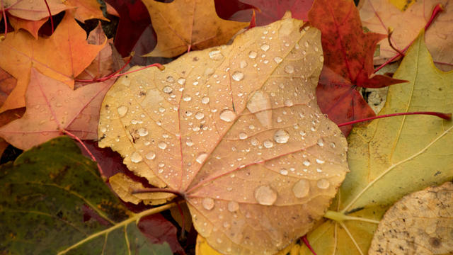 Maple leaves on the ground covered by rain drops, Seattle, Washington 