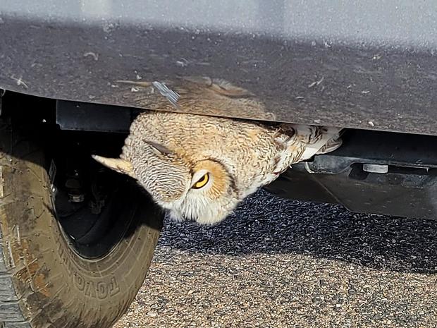 owl-truck-grill.jpg 