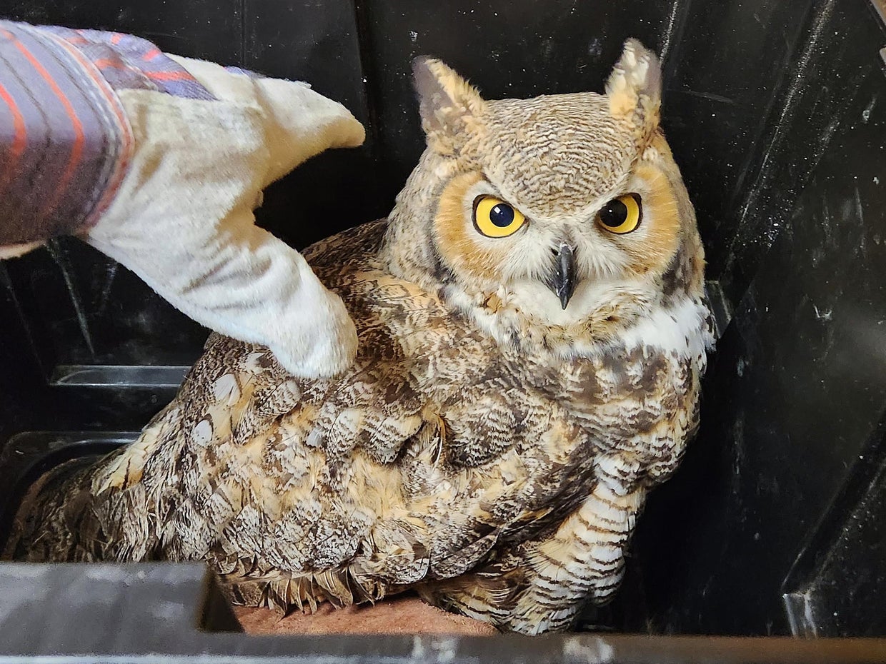 great-horned-owl-rescued-from-truck-grille-cbs-colorado