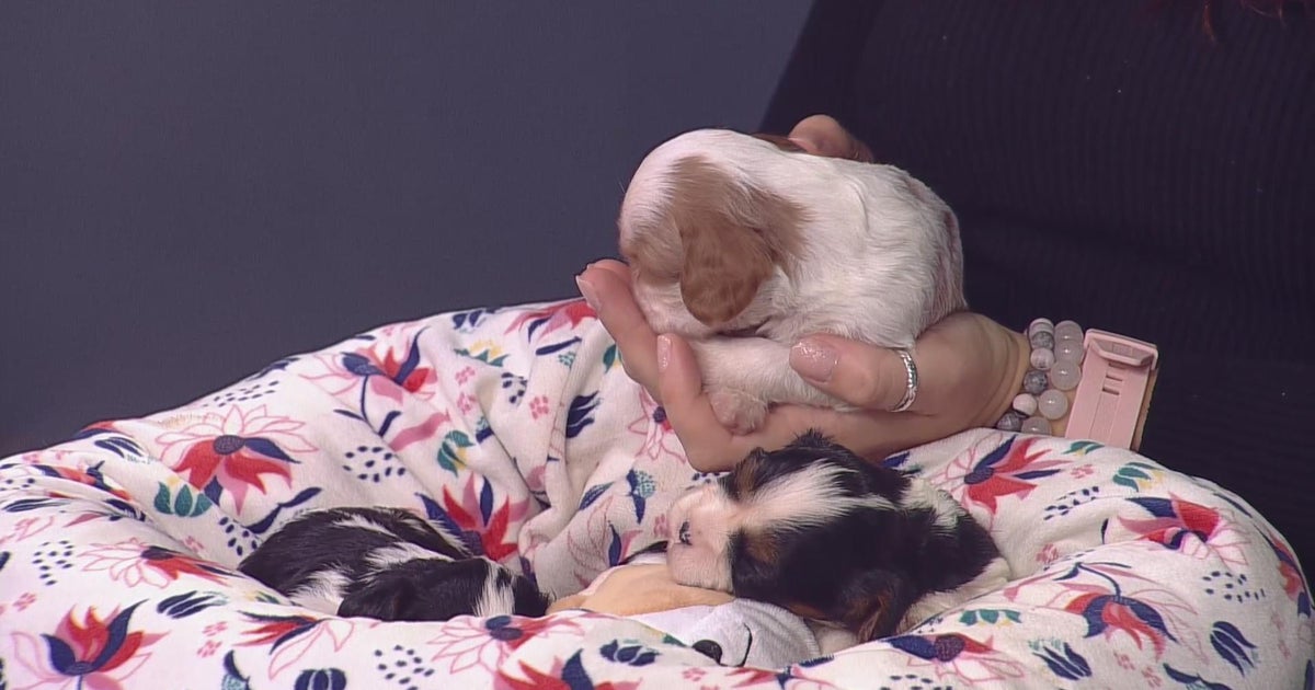 Give to the Max Day: Secondhand Hounds uses your donations to save ...