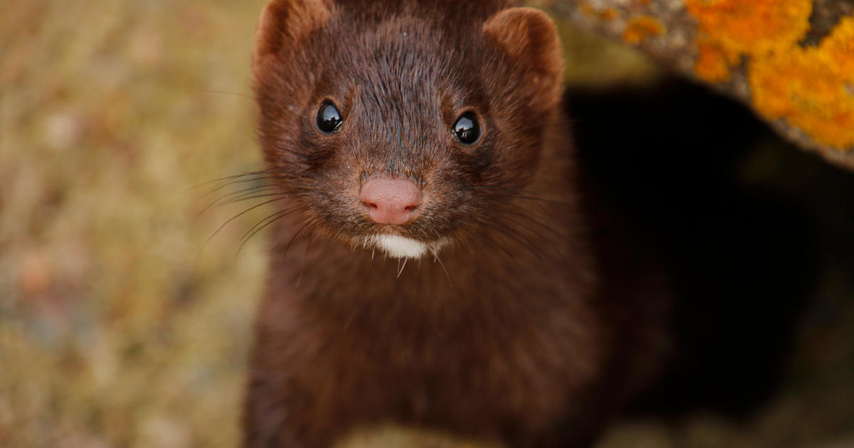 Some 10,000 mink on the loose after Ohio farm vandalized - CBS News