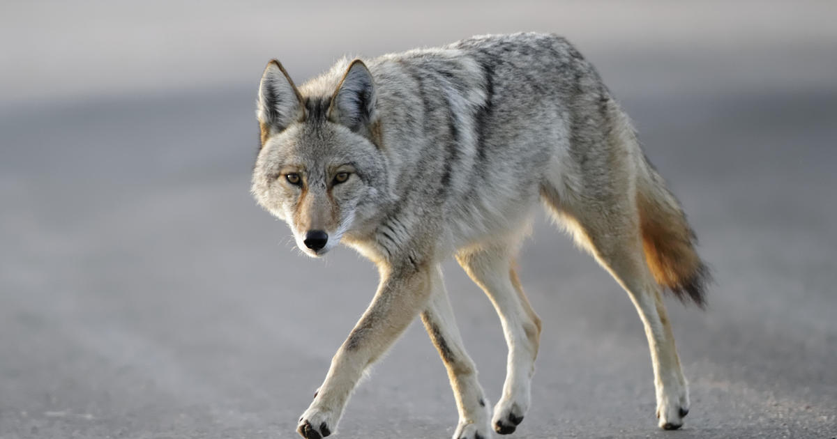 Two toddlers attacked by Coyote in Scottsdale