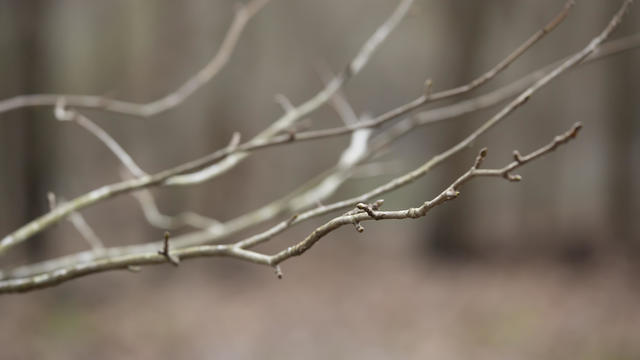 Close Up Of A Bare Limb During The Late Autumn Season 