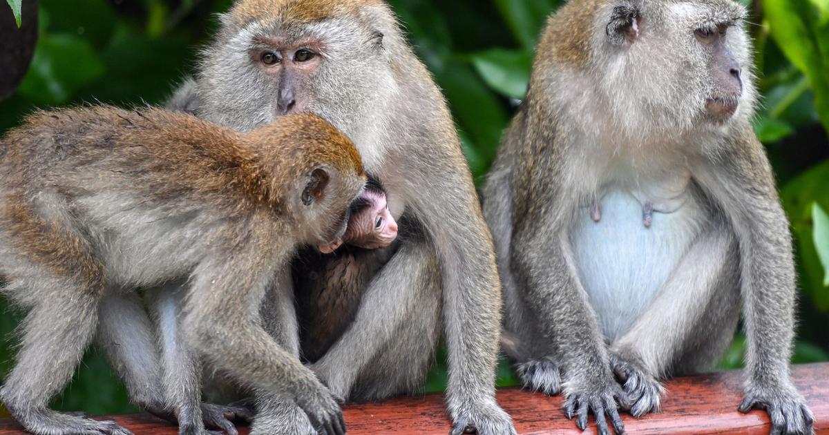 Feds accuse 8 of bringing endangered monkeys into the United States