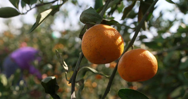 How farmers are adapting to climate change - CBS News