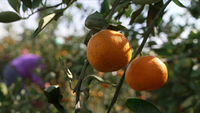 citrusgrowers-1482471-640x360.jpg 