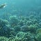 Marine biologists capture audio recordings of coral to analyze reef health