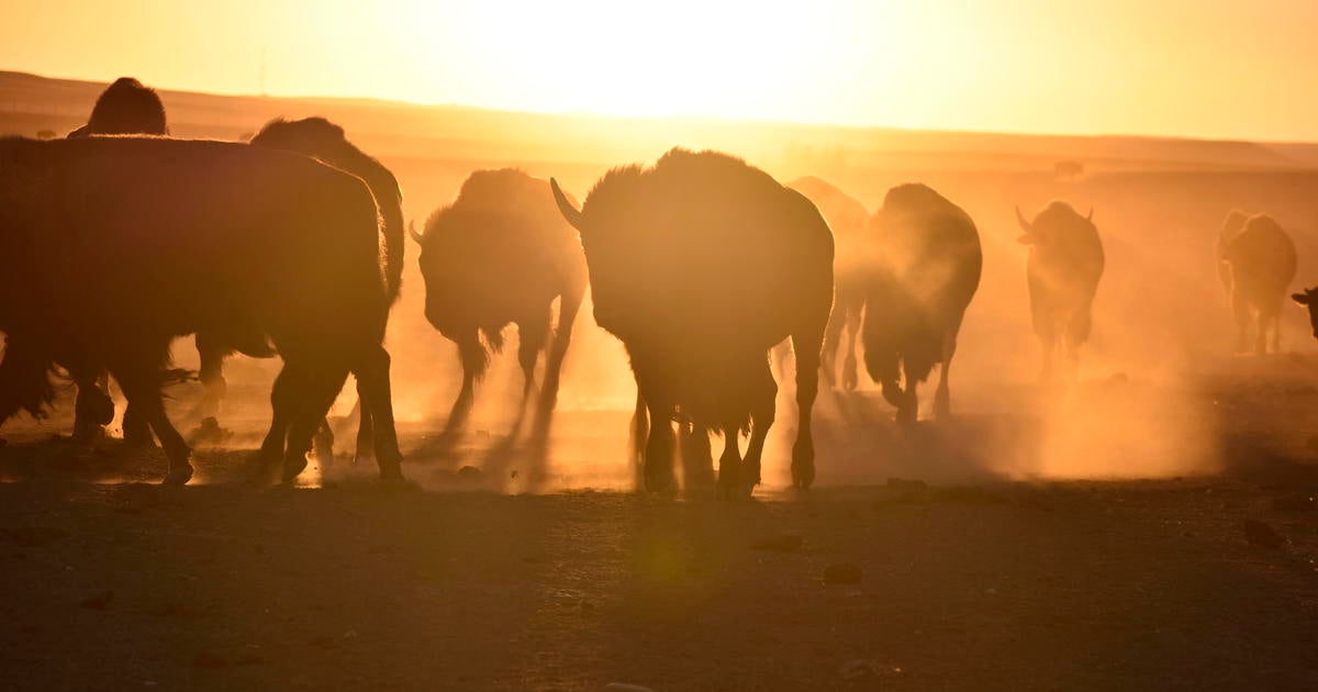 Bison spread as Native American tribes reclaim stewardship - CBS Minnesota