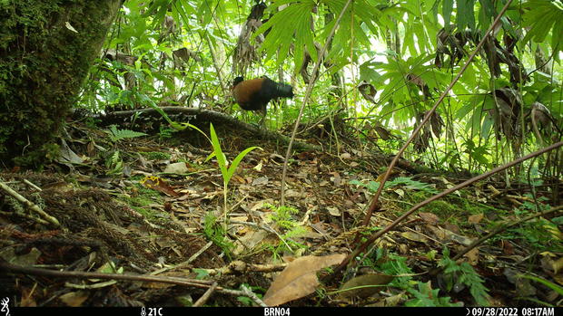 A rare, endangered bird hadn't been seen for 140 years — but was just caught on video, scientists say