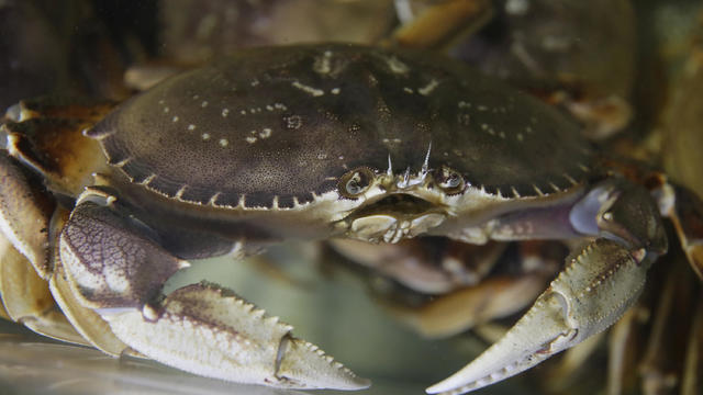California Dungeness Crab 