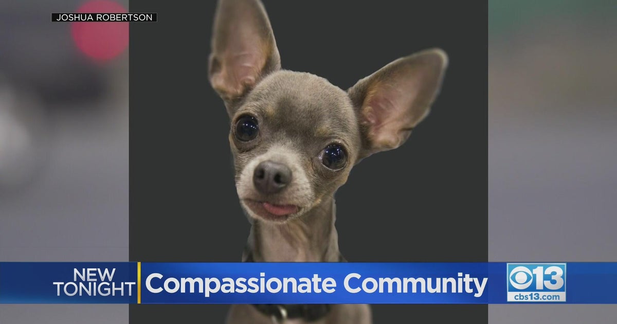 Compassionate community helps find dog lost in deadly crash