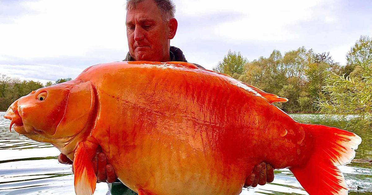 Giant goldfish-like fish caught in lake in France - CBS News