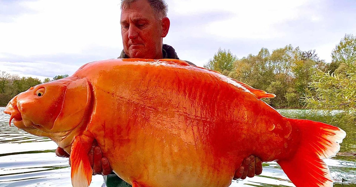 Giant Goldfish like Fish Caught In Lake In France CBS News