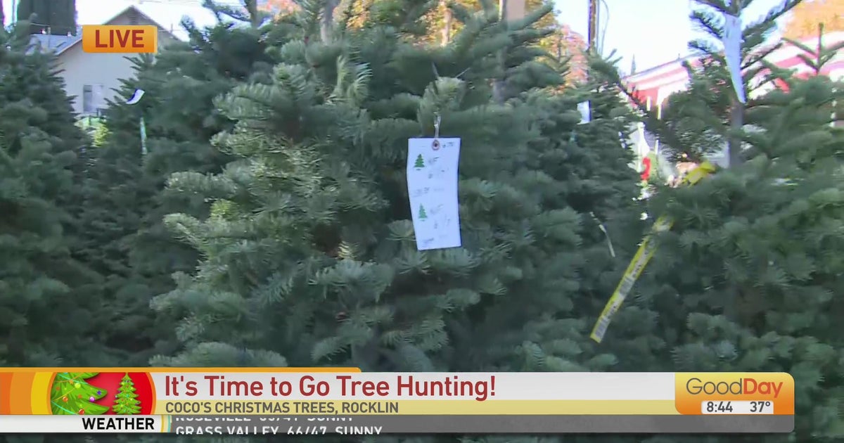 Coco's Christmas Trees in Rocklin Good Day Sacramento