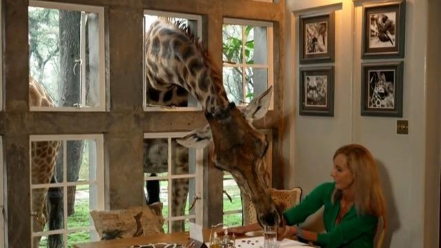 cbsn-fusion-kenyan-resort-aims-to-protect-endangered-giraffes-thumbnail-1493046-640x360.jpg 