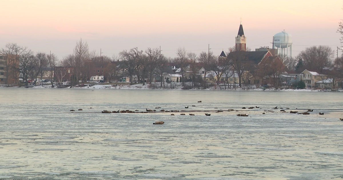 Dozens of geese, mallards found dead on Waseca's Loon Lake CBS Minnesota